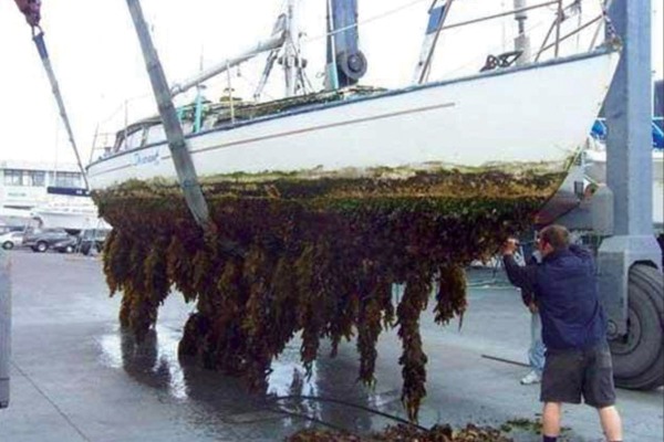 Algae and seaweed trailing from the bottom of a small boat recently lifted out of the water.